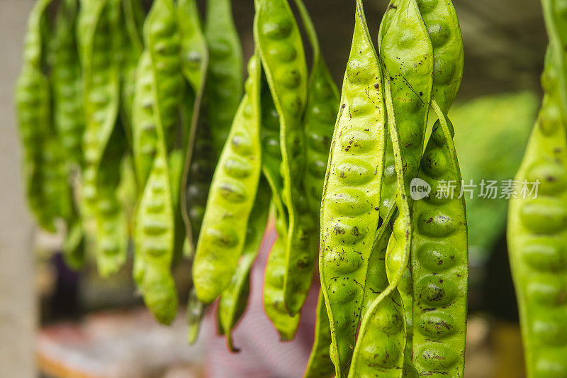 排绿臭豆(Parkia speciosa)挂，亚洲食品具有难闻的气味